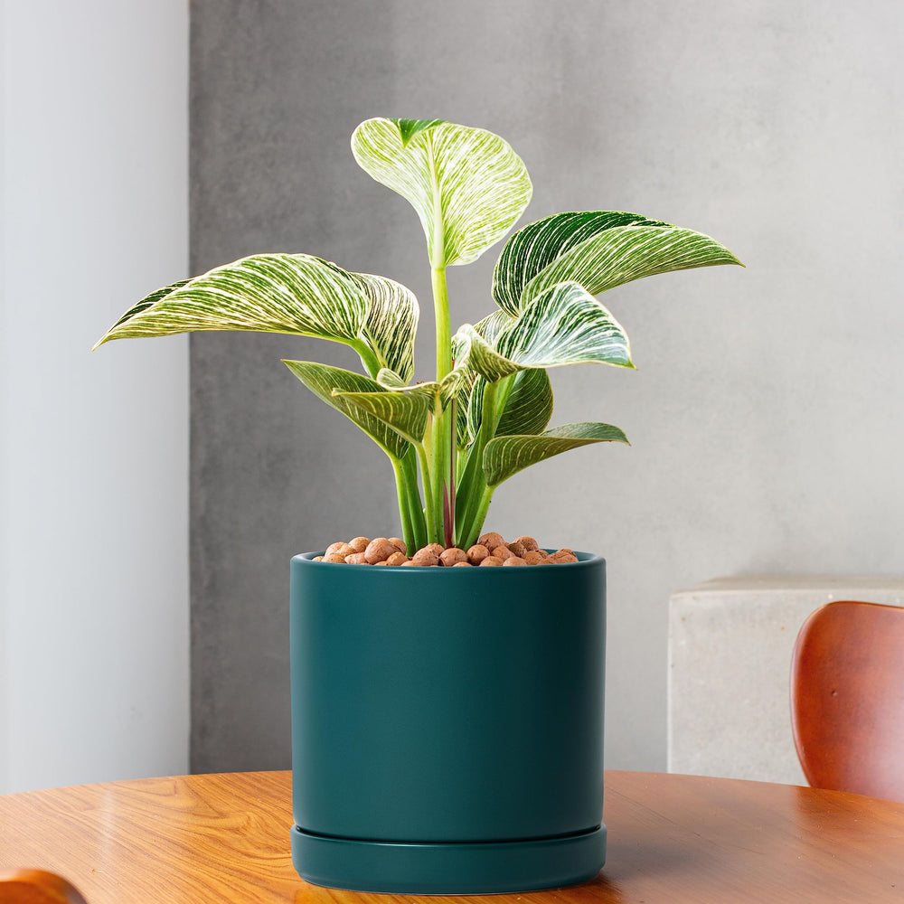 D'vine Dev ceramic pots displayed with plants