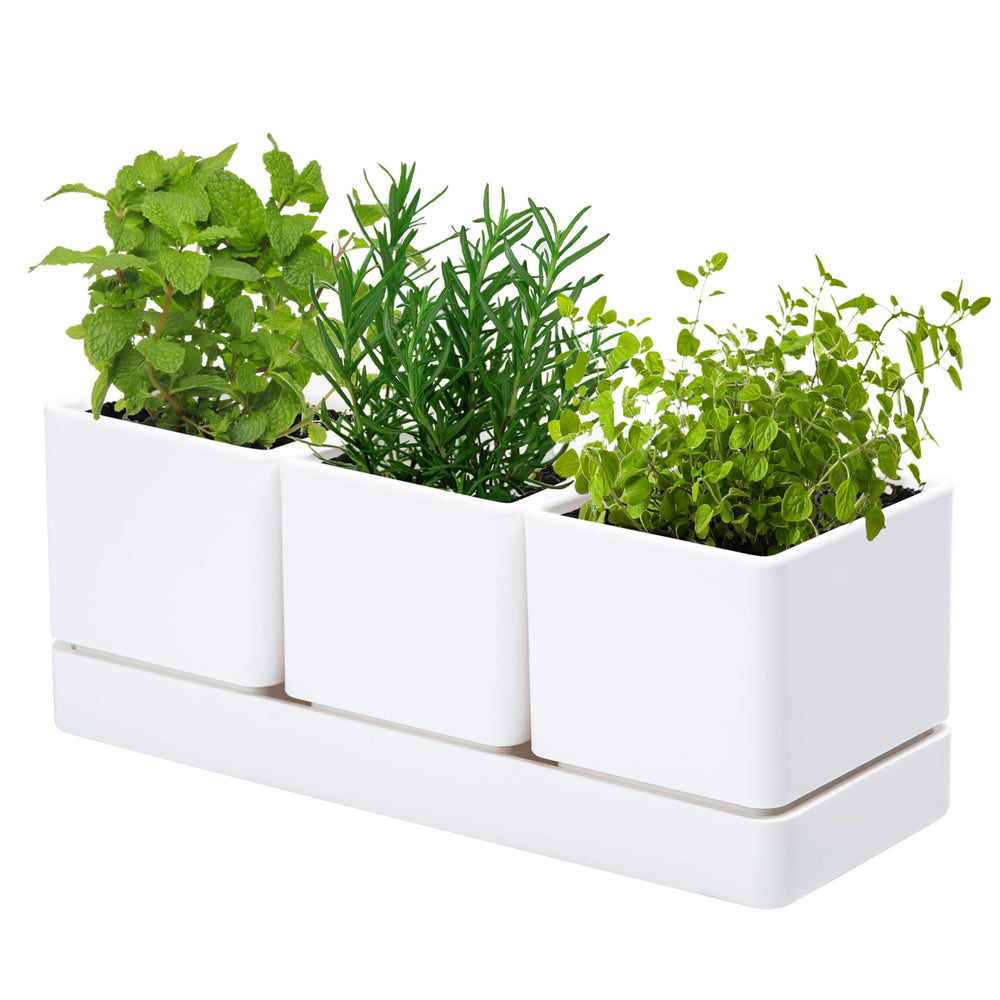 D'vine Dev Herb Garden Planter Set with three white pots and tray