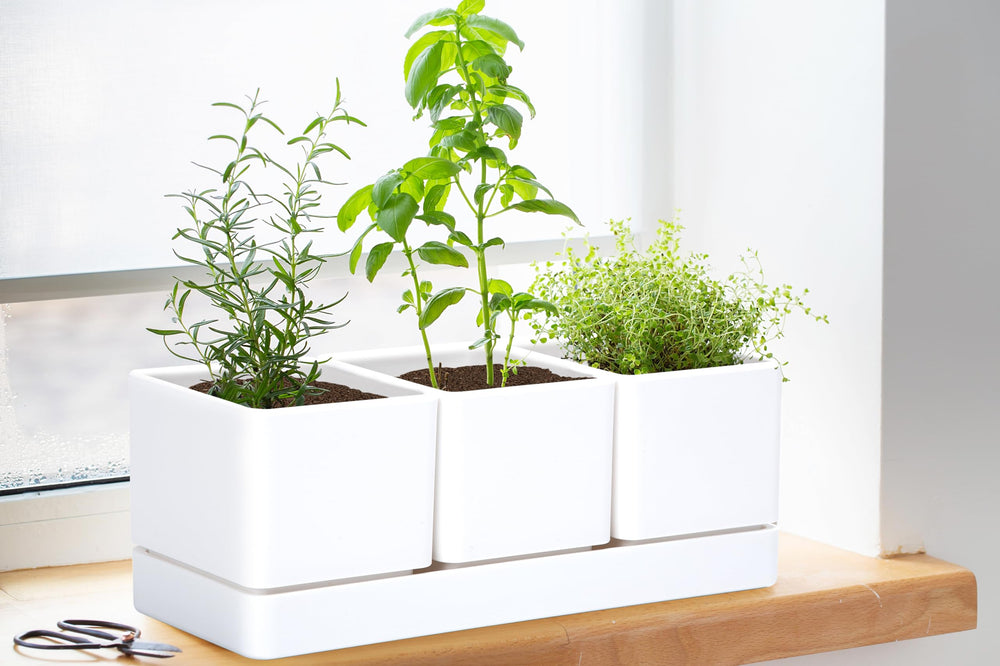D'vine Dev herb pots with drainage mesh net included