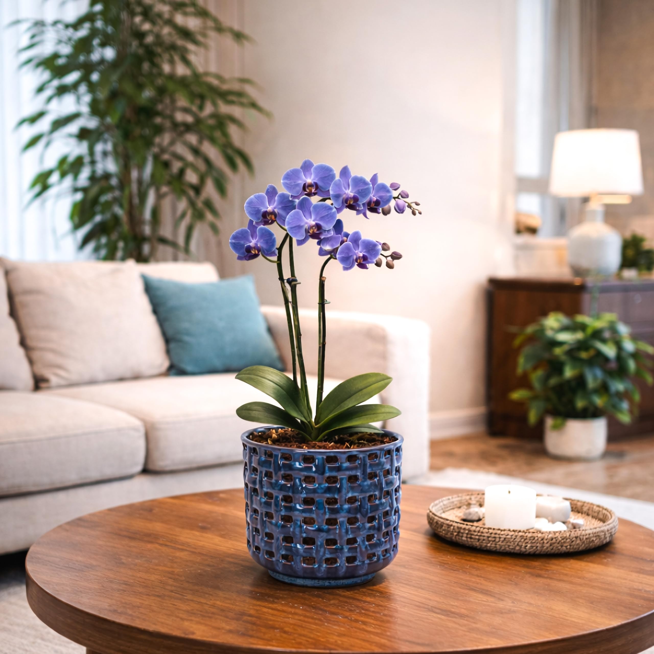D'vine Dev Orchid Pot displayed on a modern shelf