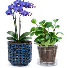 D'vine Dev Orchid Pot in midnight blue with clear nursery pot
