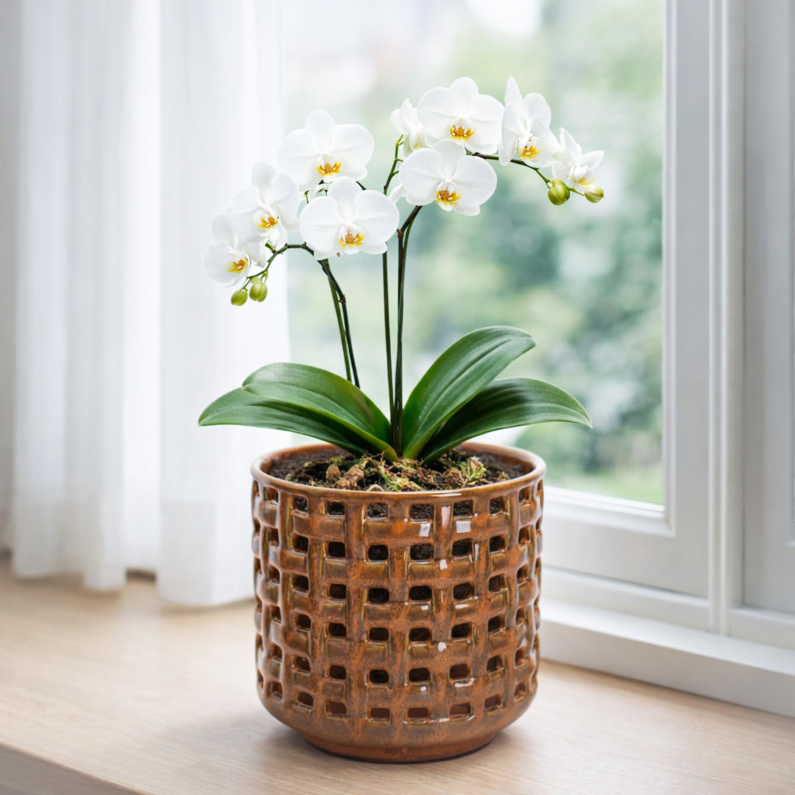 D'vine Dev Orchid Pot on a wooden table with plants