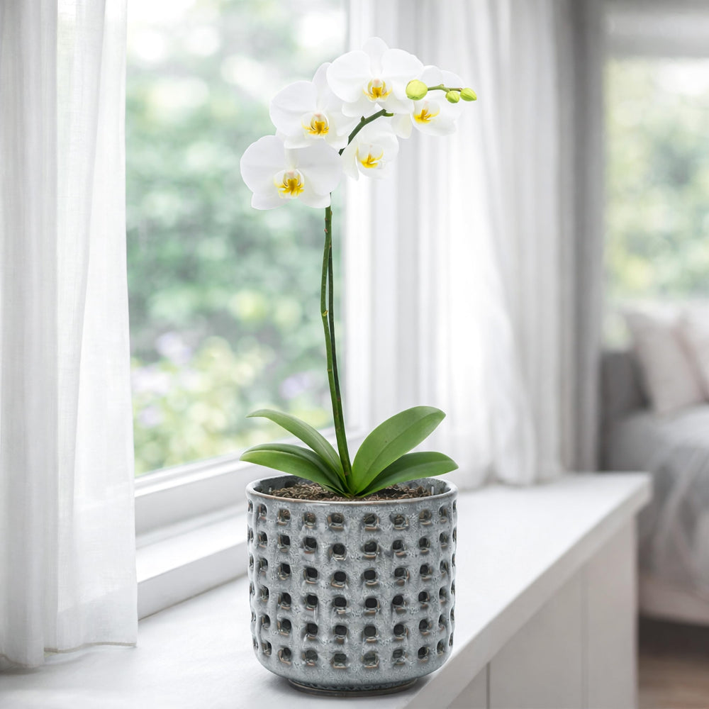 D'vine Dev Orchid Pot packaging with product details