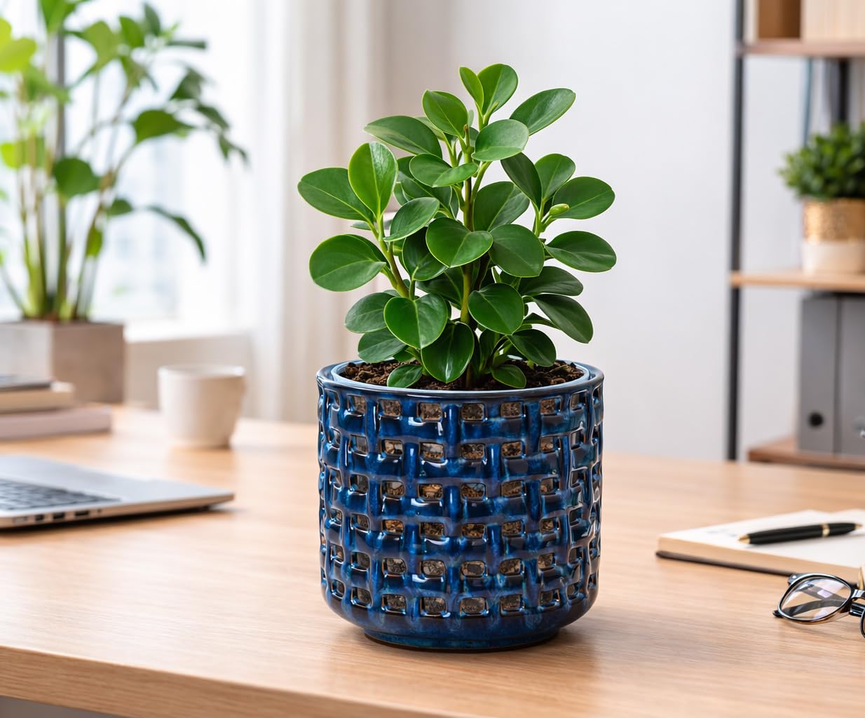 D'vine Dev Orchid Pot with decorative houseplants