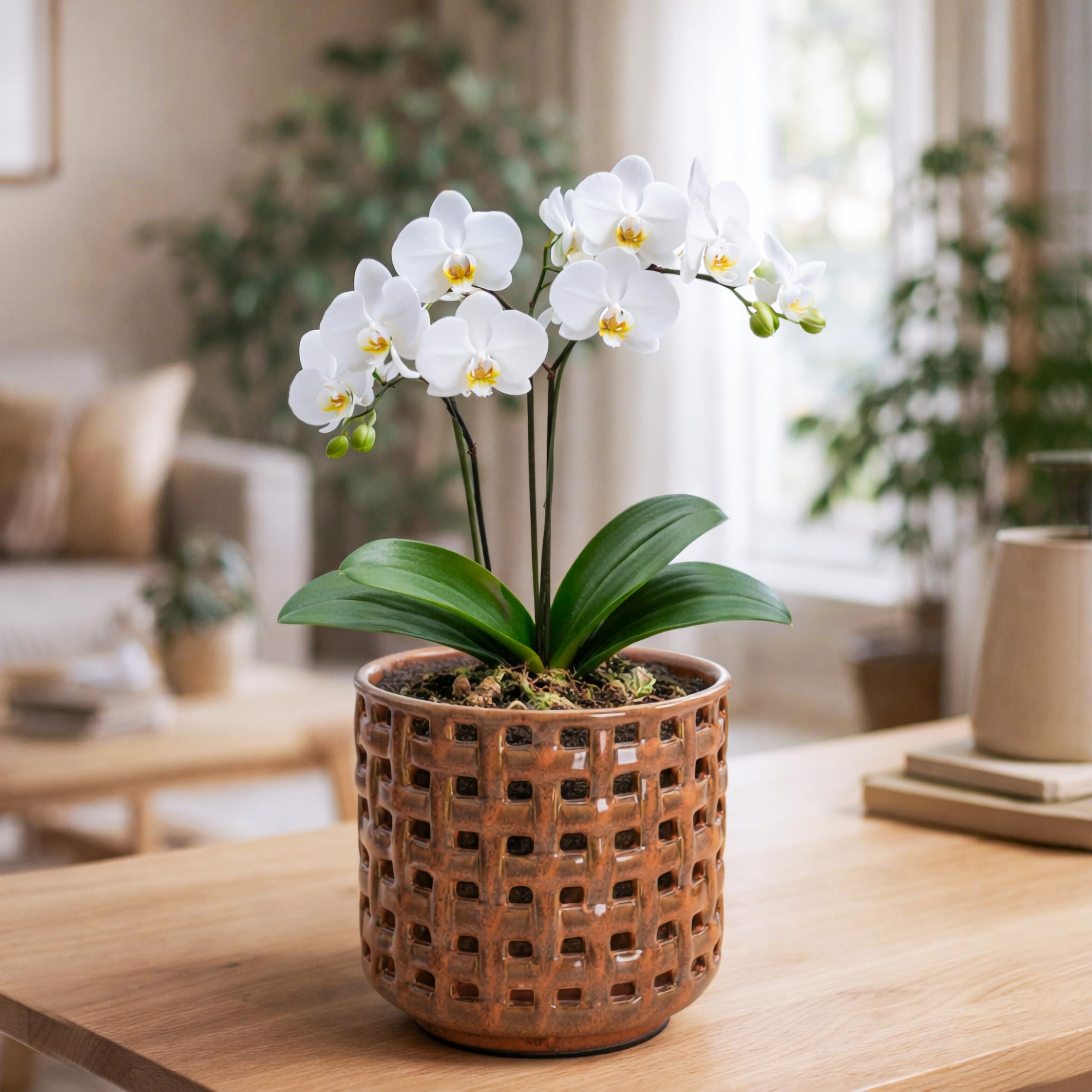 D'vine Dev Orchid Pot with detachable saucer