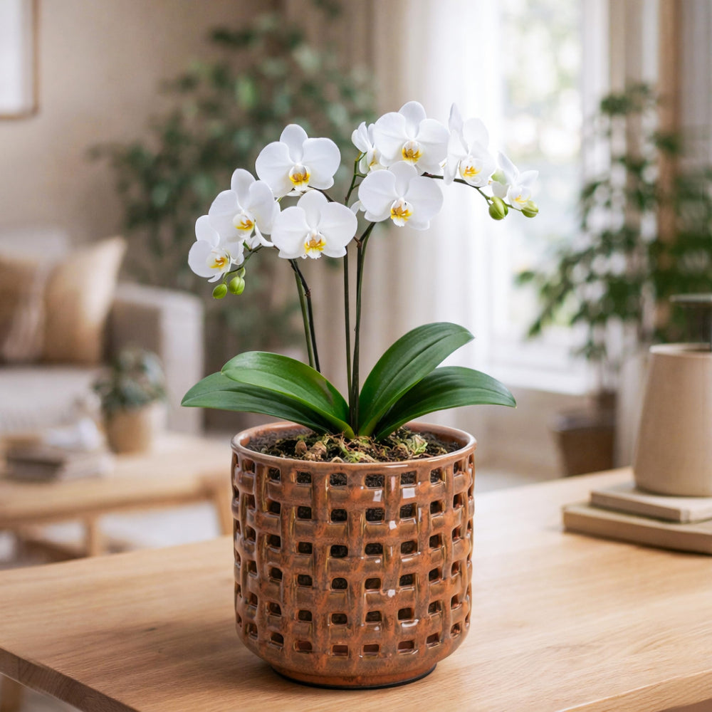 D'vine Dev Orchid Pot with detachable saucer