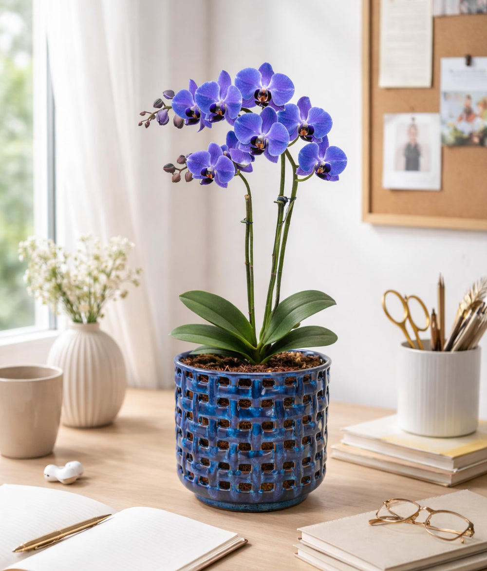 D'vine Dev Orchid Pot with water drainage visible