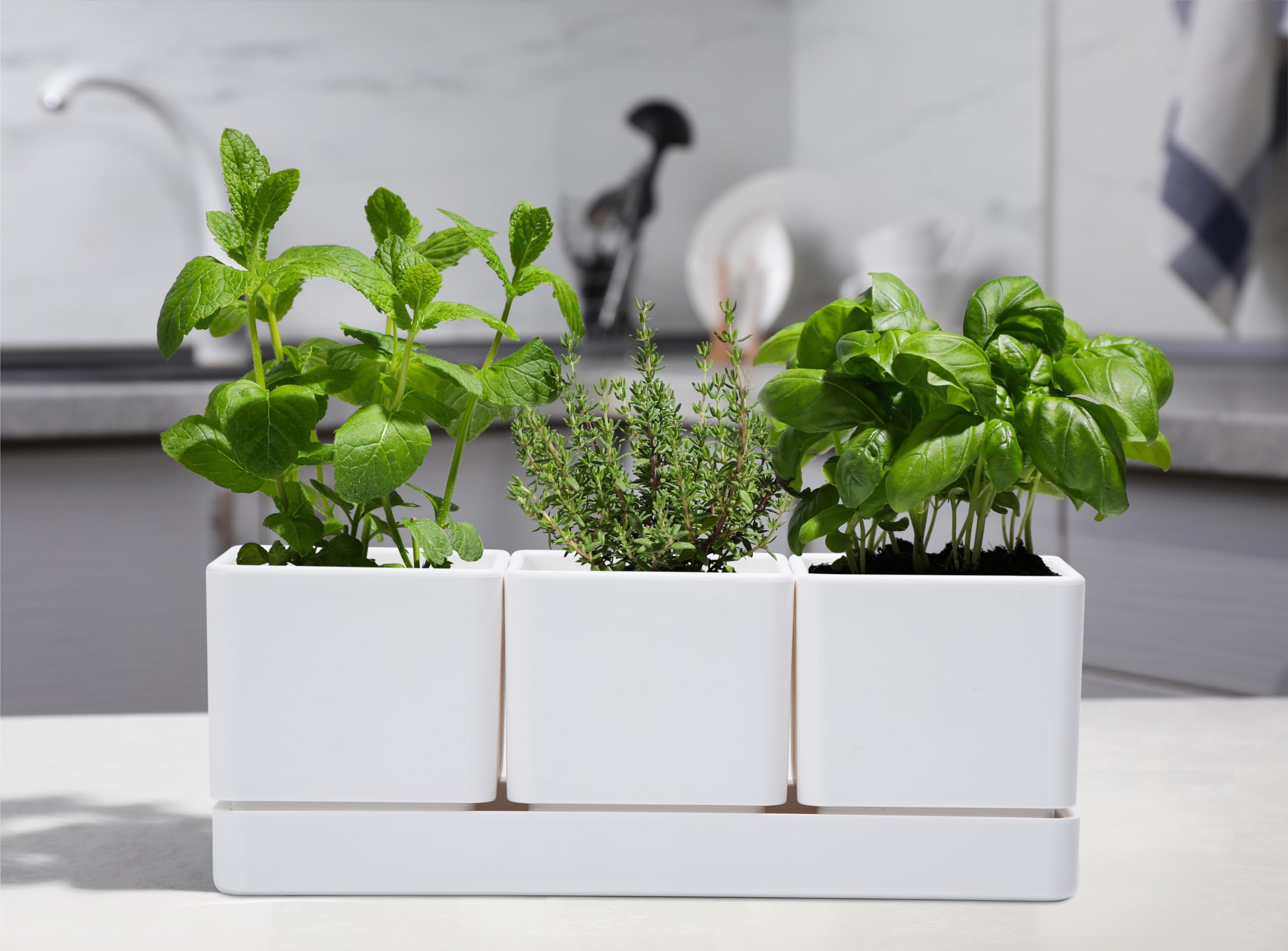 D'vine Dev planter set with herbs growing inside