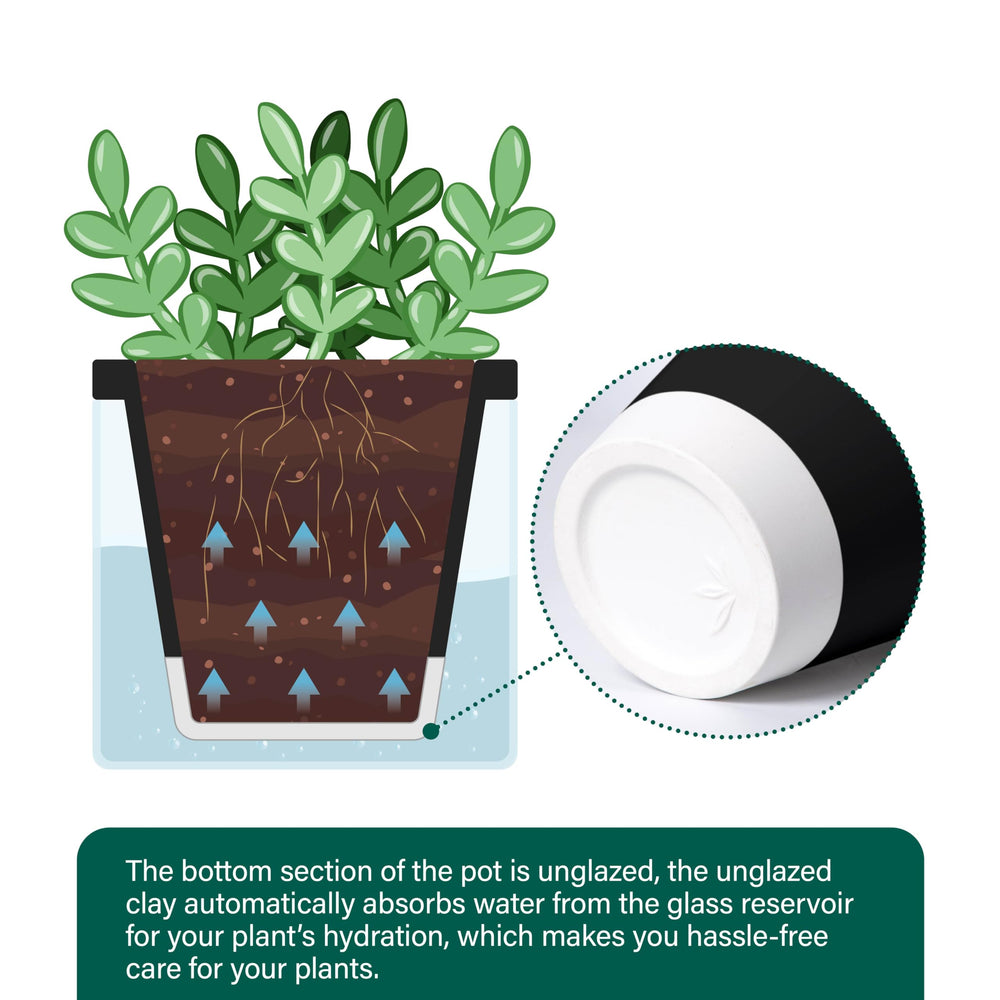 D'vine Dev planter with aloe plant