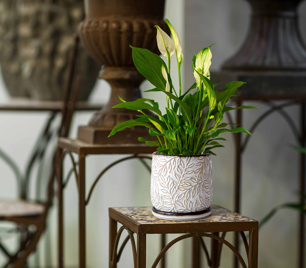 D'vine Dev planter with matching ceramic tray and scratch pad