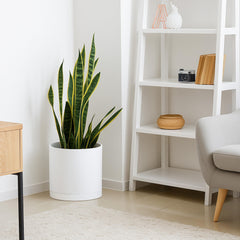 D'vine Dev Plastic Planter Pot with plants inside