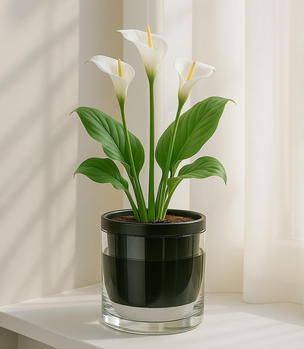 D'vine Dev Self-Watering Black Terracotta Planter Pot with clear glass cup