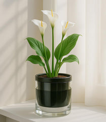 D'vine Dev Self-Watering Black Terracotta Planter Pot with clear glass cup
