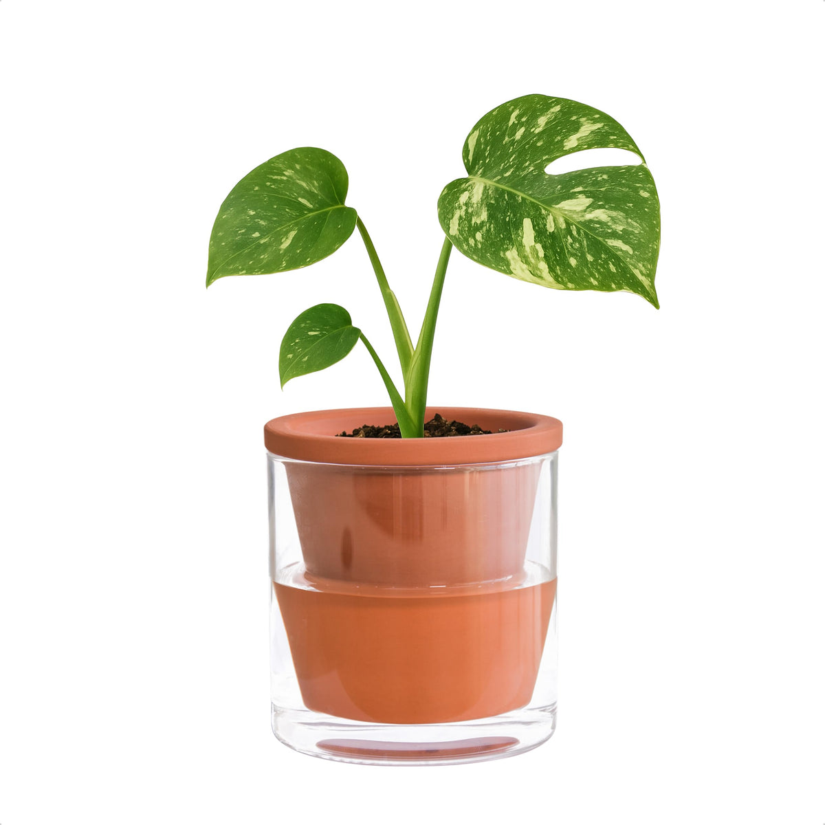 D'vine Dev Self Watering Terracotta Planter Pot front view