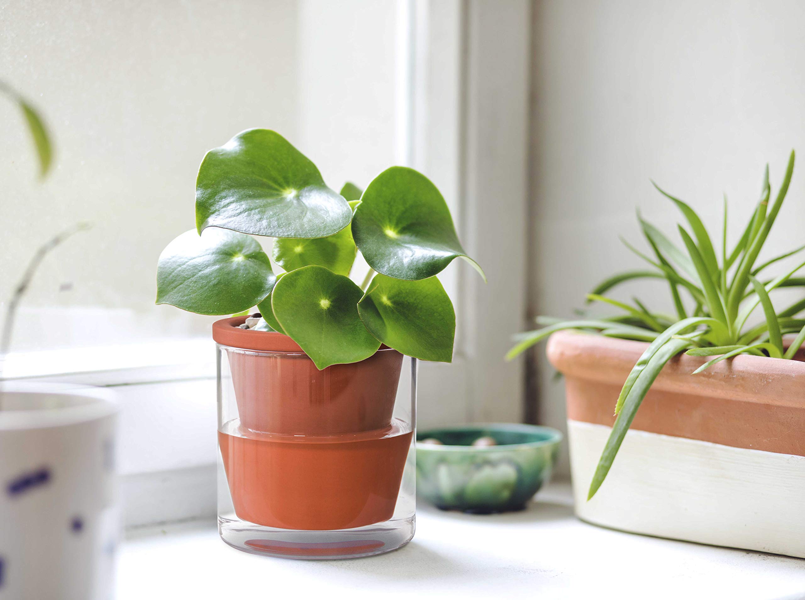 D'vine Dev Self Watering Terracotta Planter Pot with glass reservoir