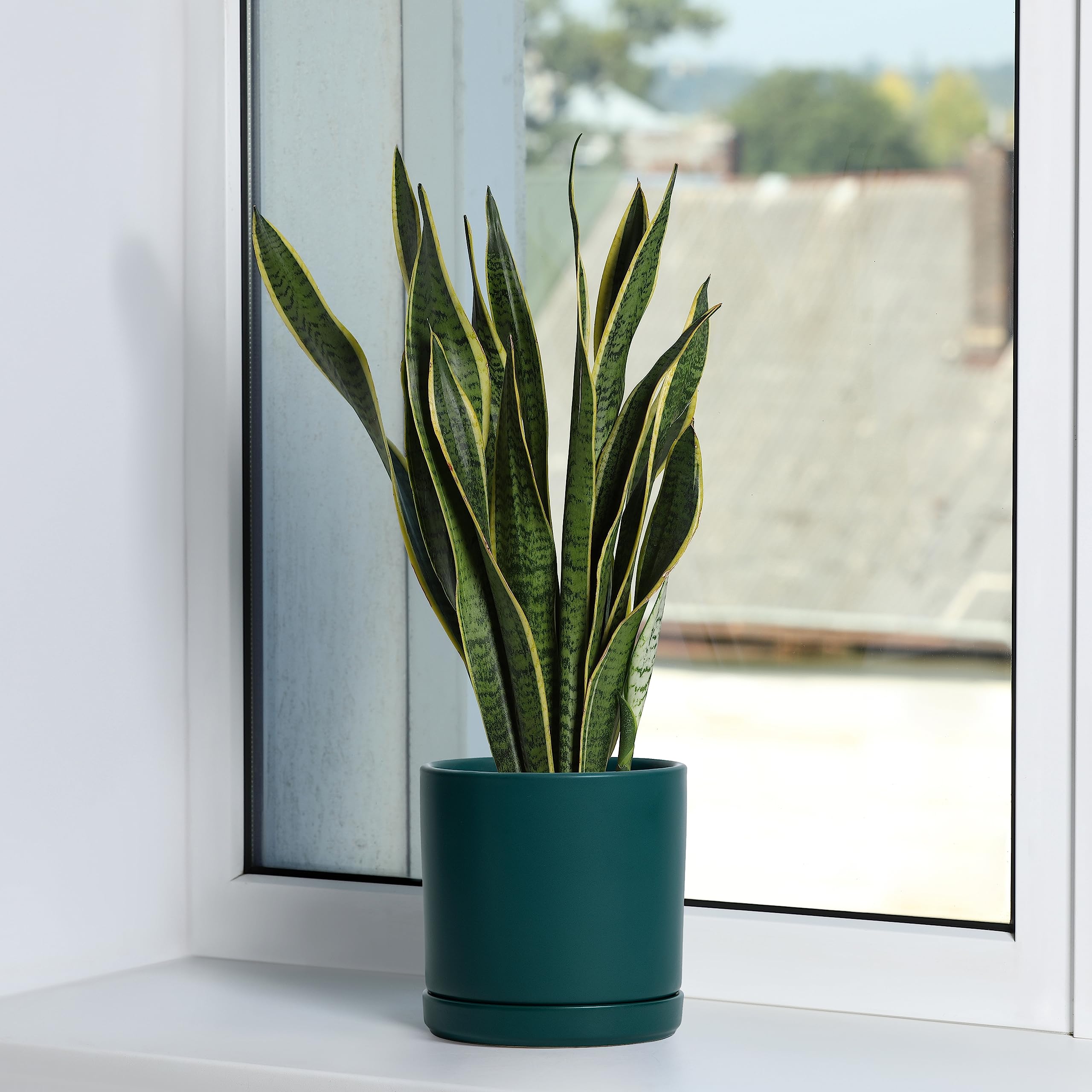 D'vine Dev teal ceramic pots with tabletop pads
