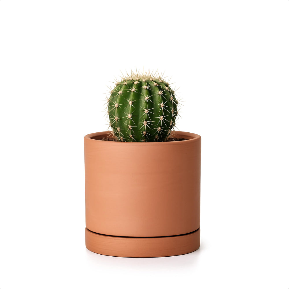 D'vine Dev Terracotta Plant Pot front view with saucer