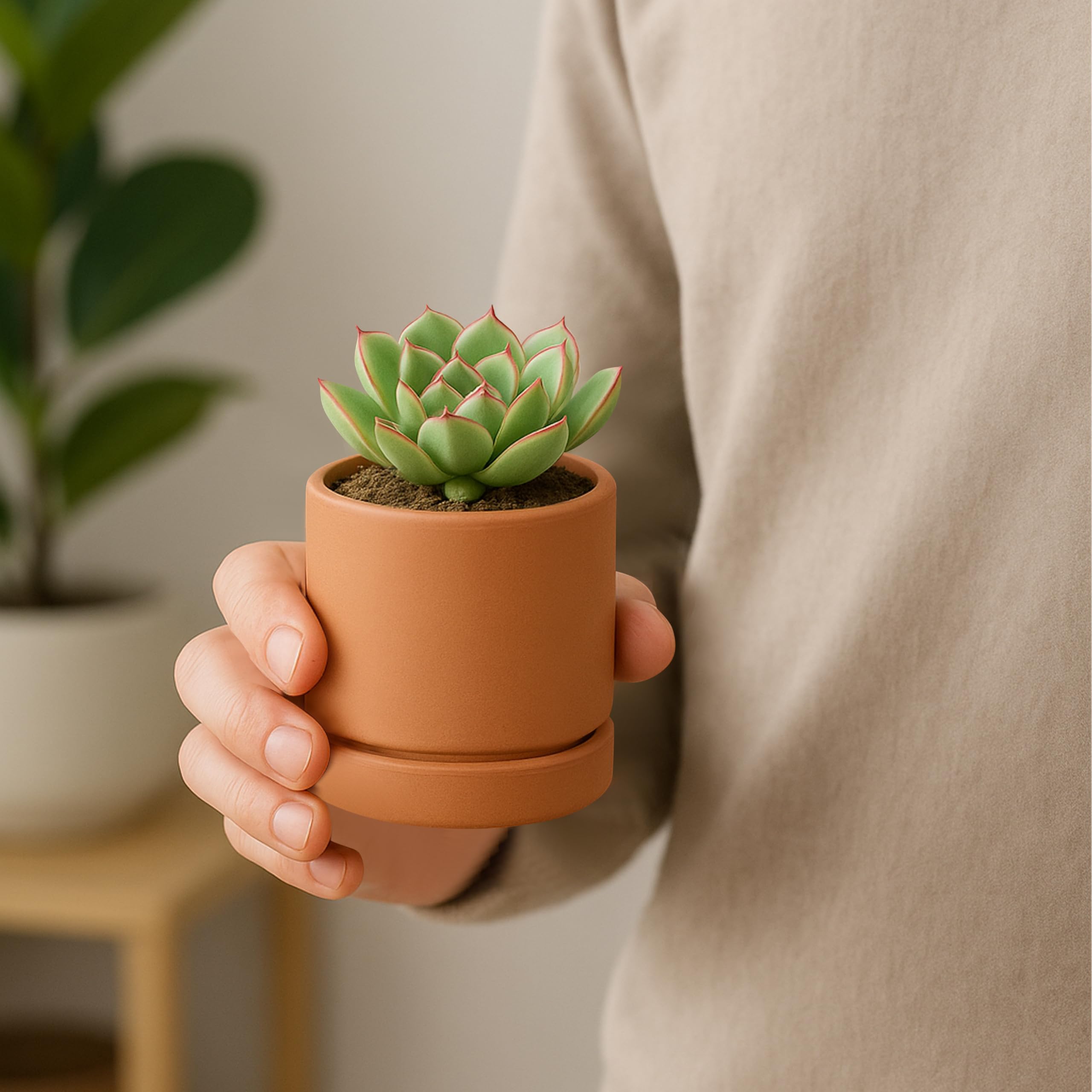 D'vine Dev terracotta plant pot packaging and accessories