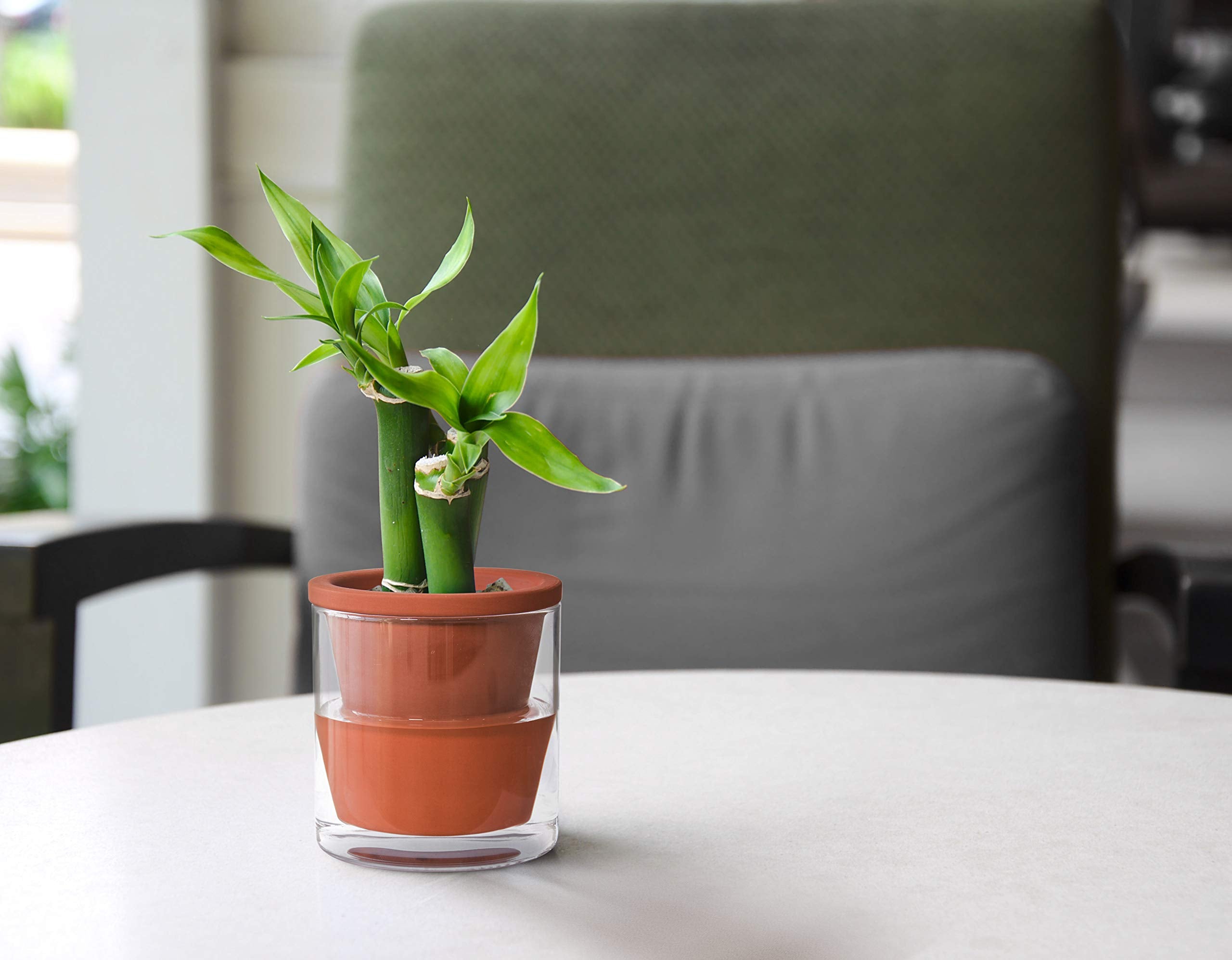 D'vine Dev Terracotta Planter Pot on a table