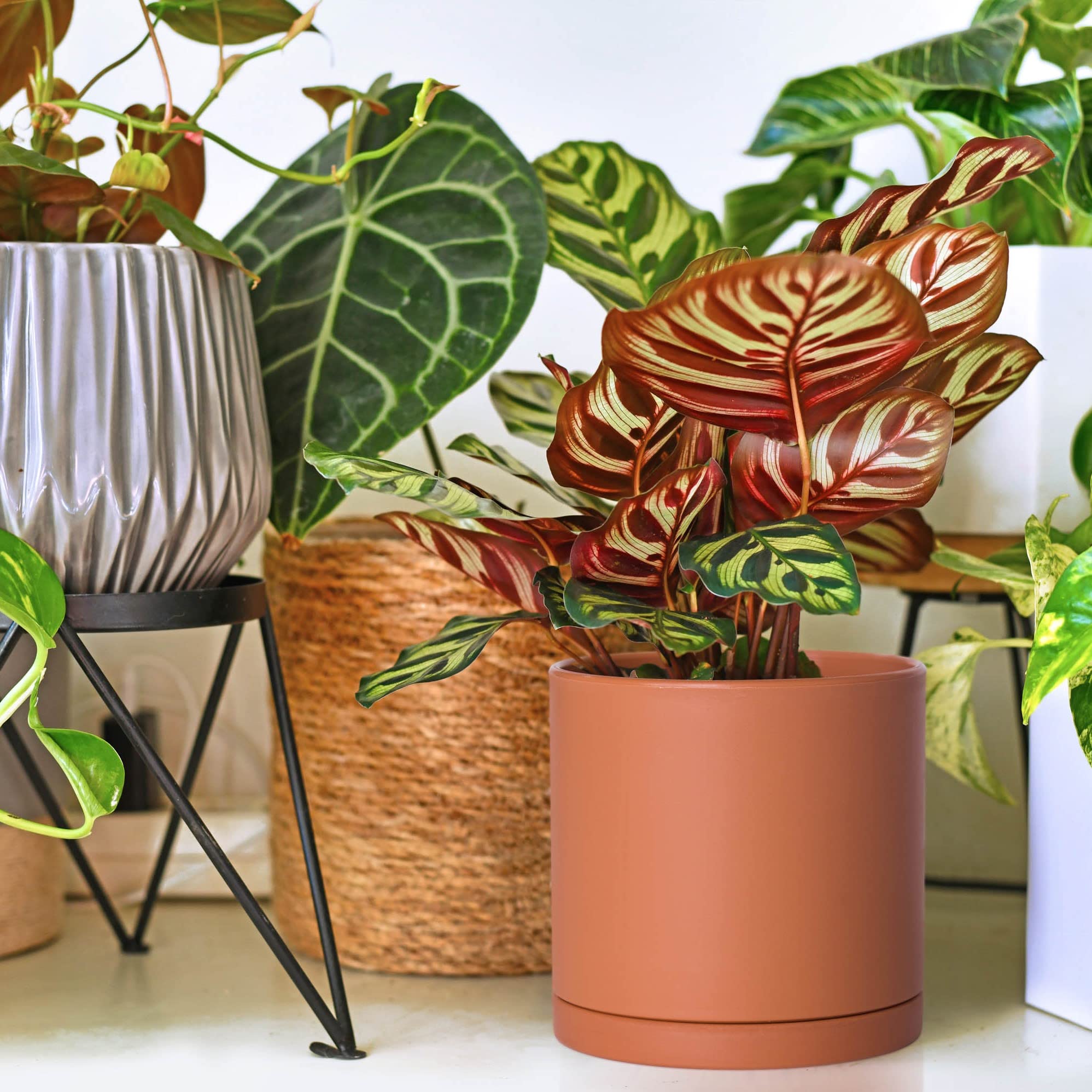 D'vine Dev terracotta pots in a modern garden setting