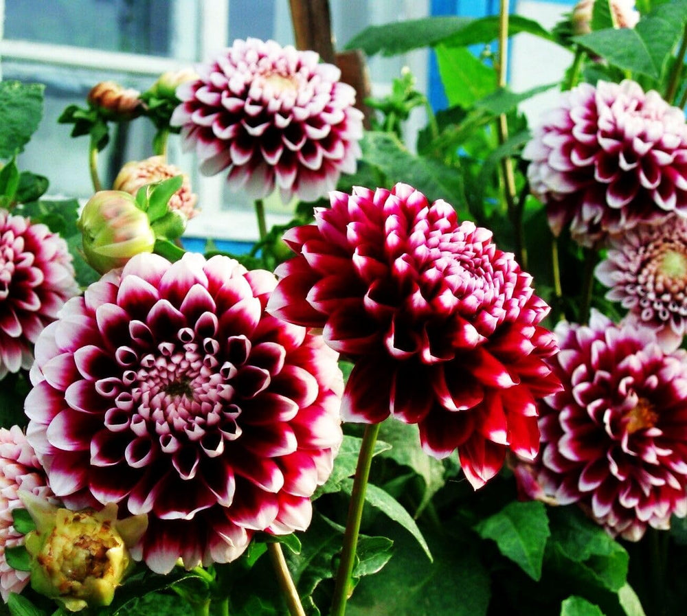 Dahlia flowers arranged in a bouquet