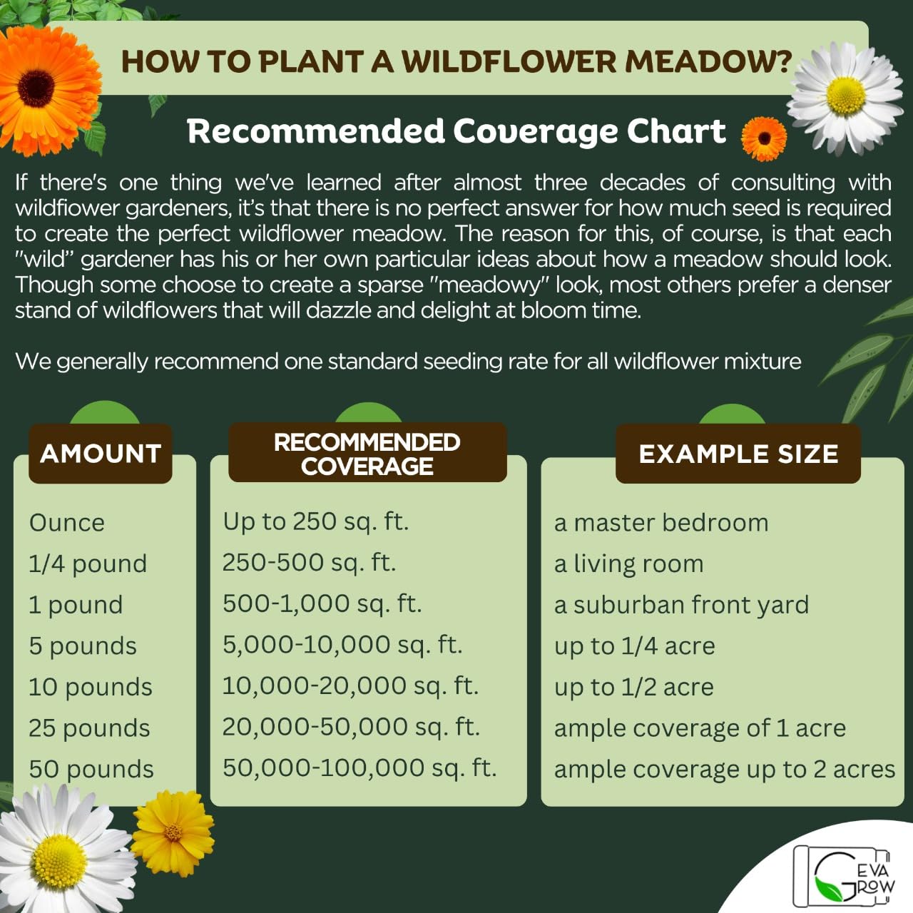Daisies blooming from GevaGrow seeds