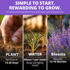 Damp medium for cold stratification of lavender seeds