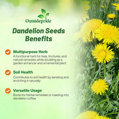 Dandelion flowers blooming in a garden setting