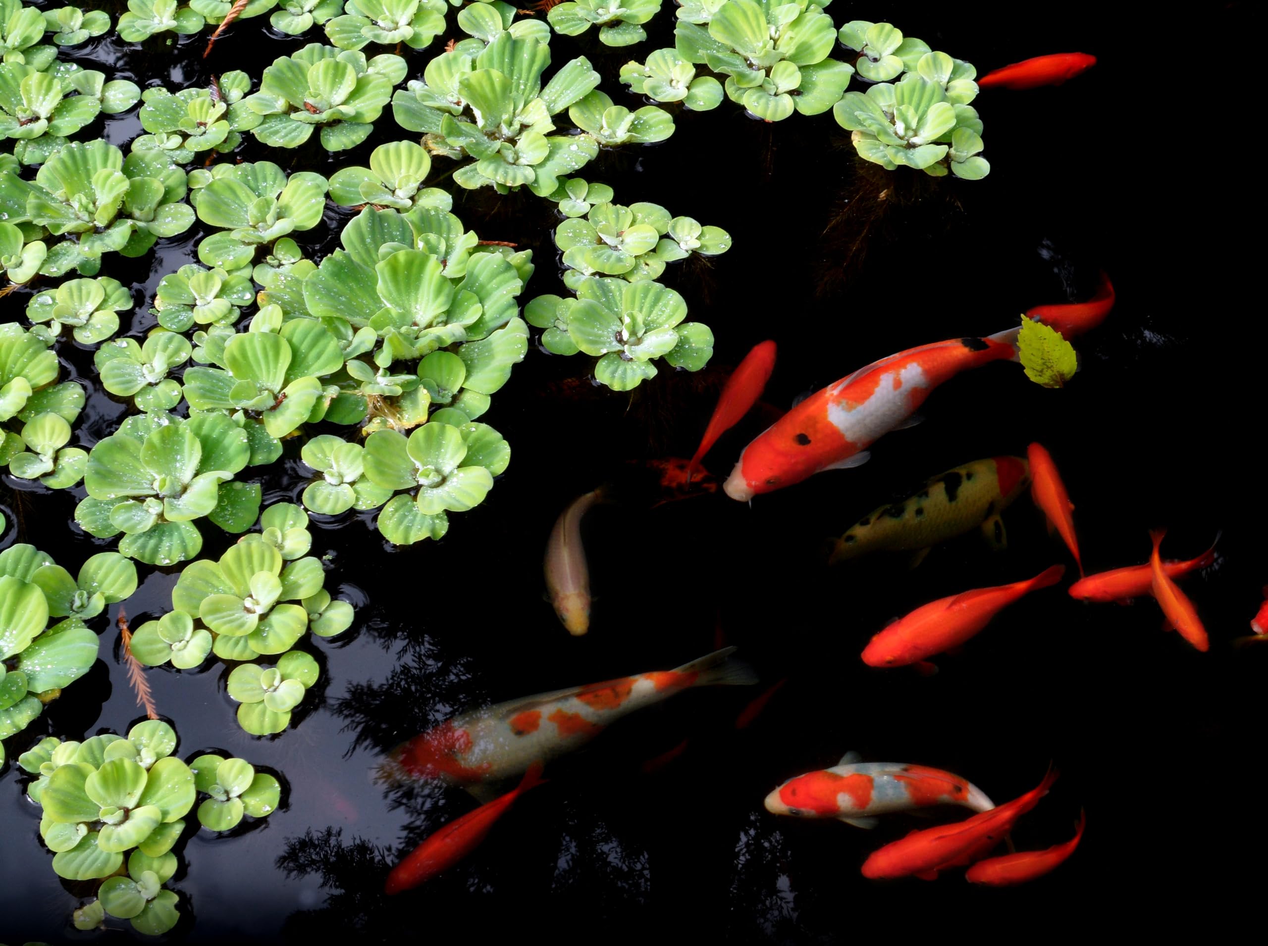 Danner Pondmaster PM1000 filter in a garden pond