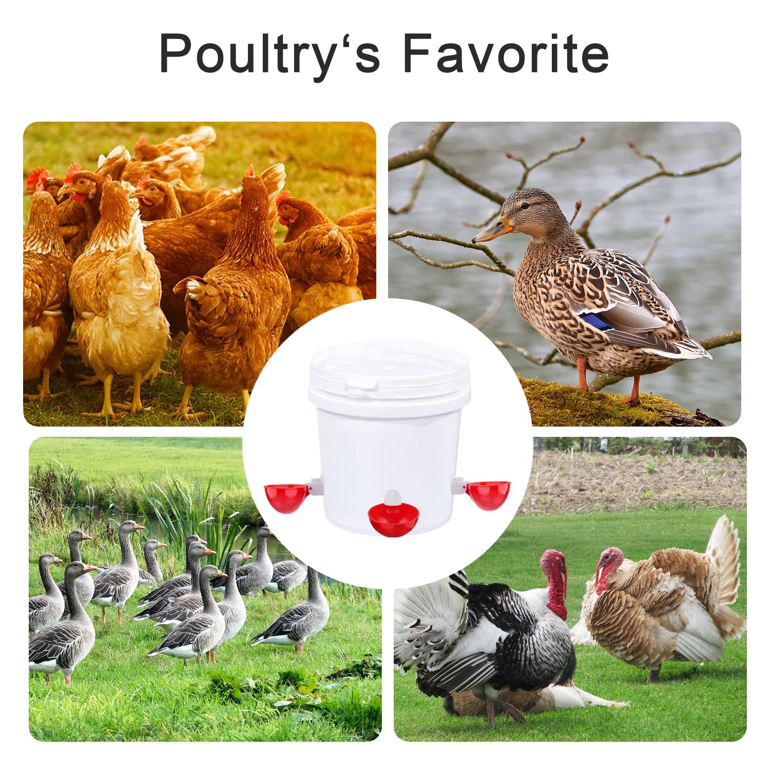 Darcvds Chicken Waterer Cup set of 8 in packaging
