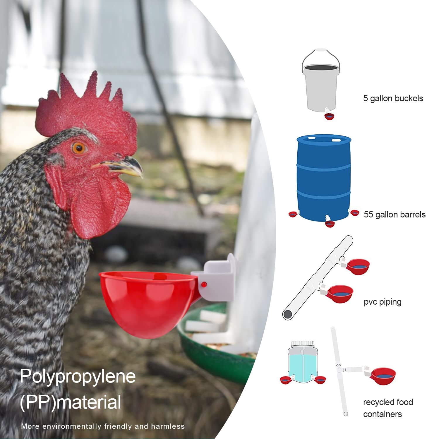 Darcvds Chicken Waterer Cup wide view with poultry