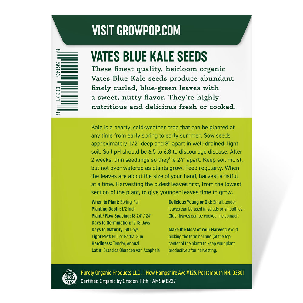 Dark blue-green kale leaves growing in a garden