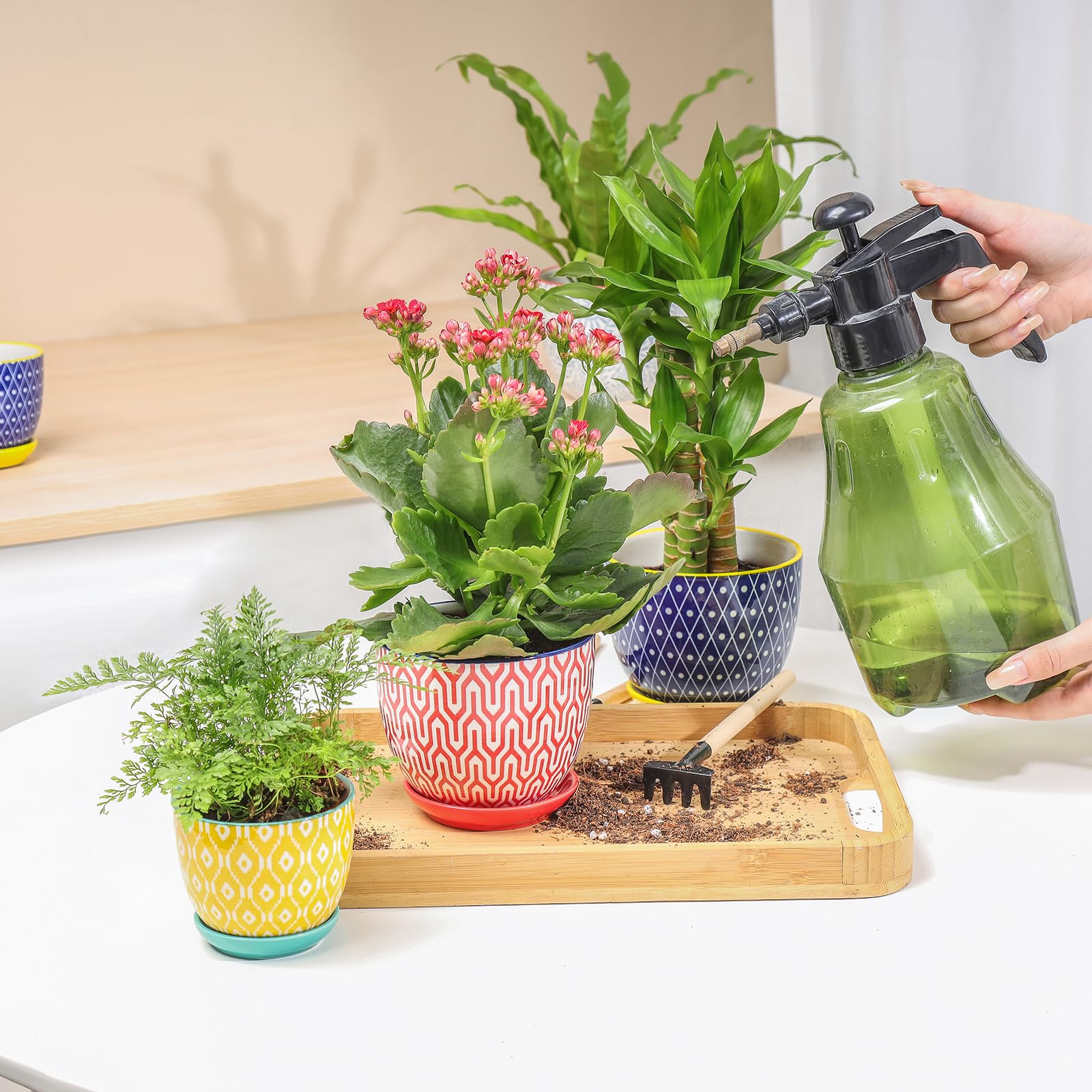 Decorative display of Selamica ceramic pots with small plants