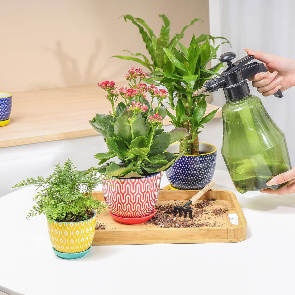 Decorative display of Selamica ceramic pots with small plants