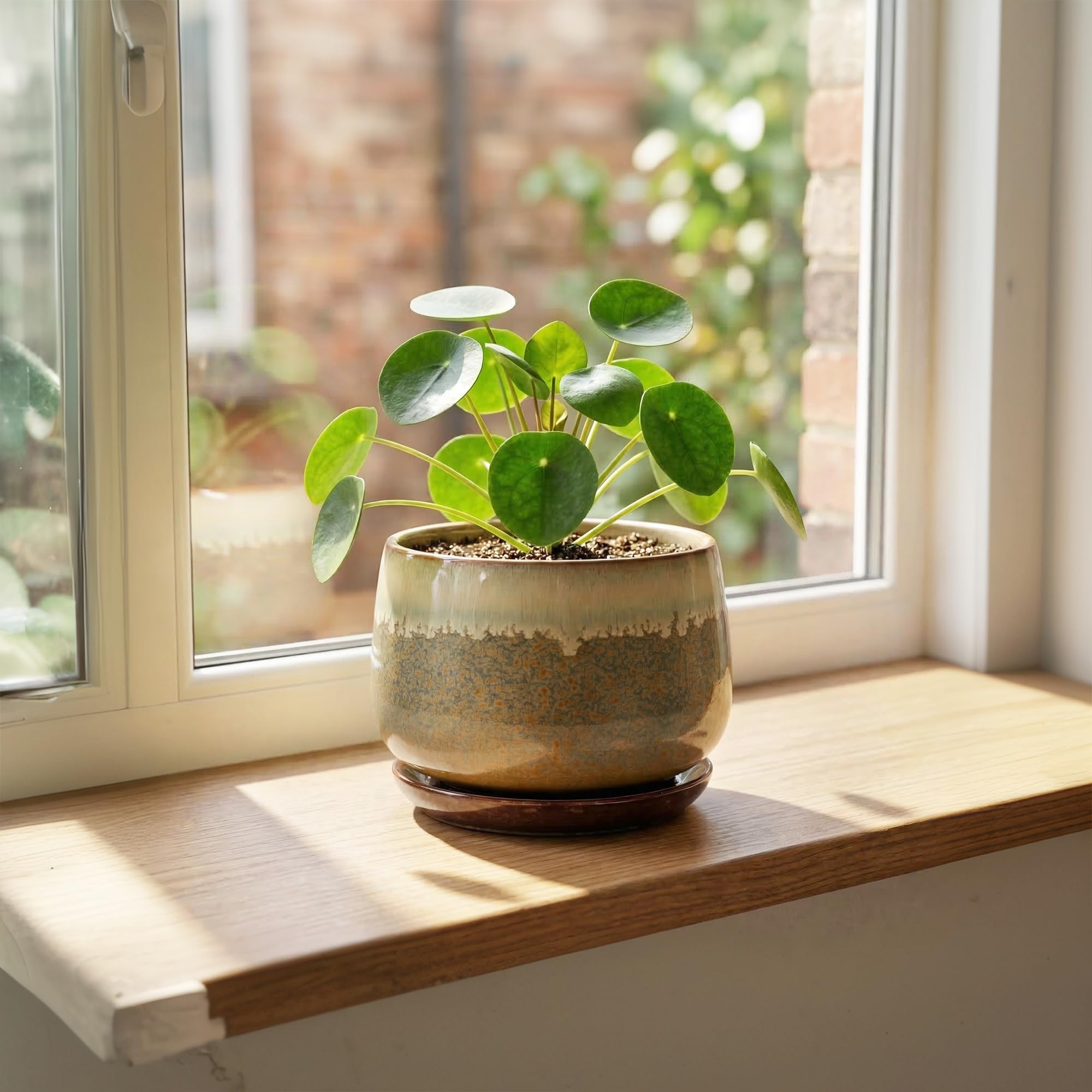 Decorative plant pot with succulent inside