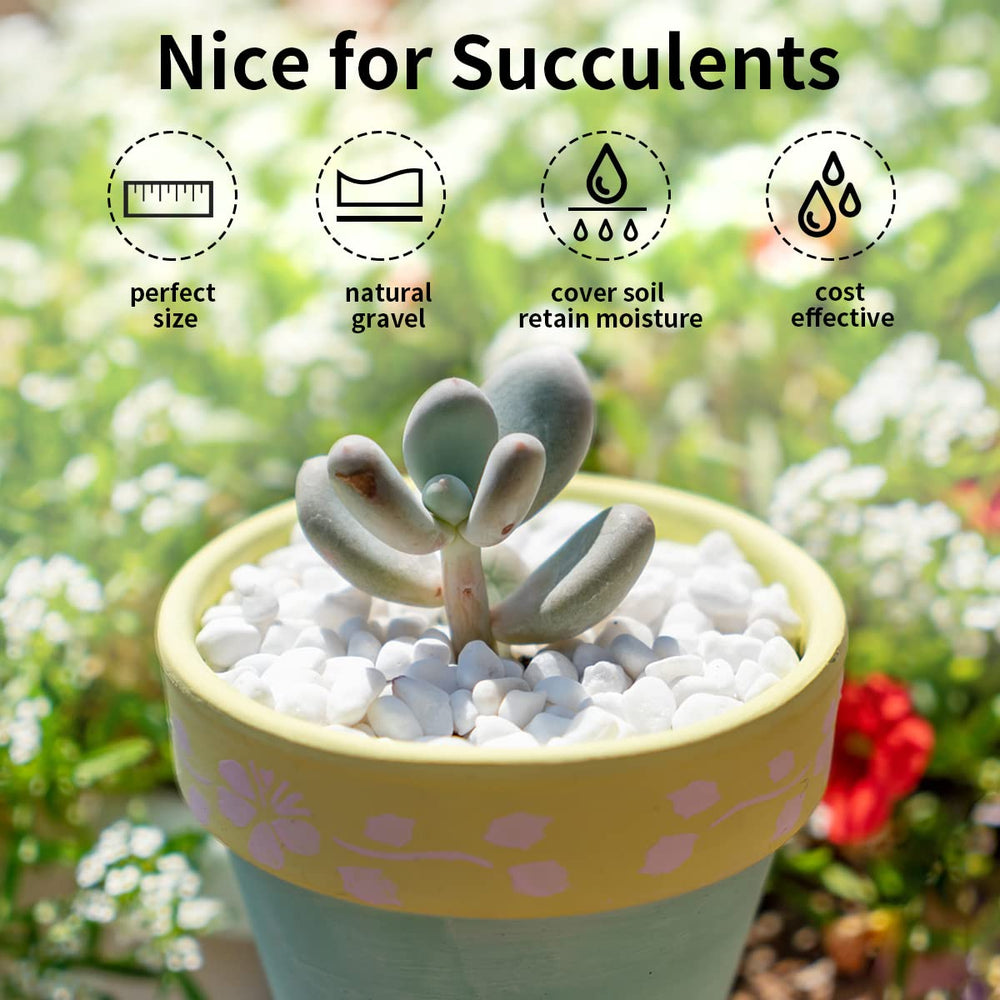 Decorative use of white gravel in a terrarium