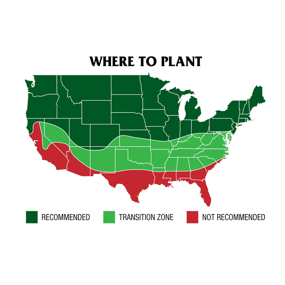 Demonstration of coverage area with Kentucky Bluegrass