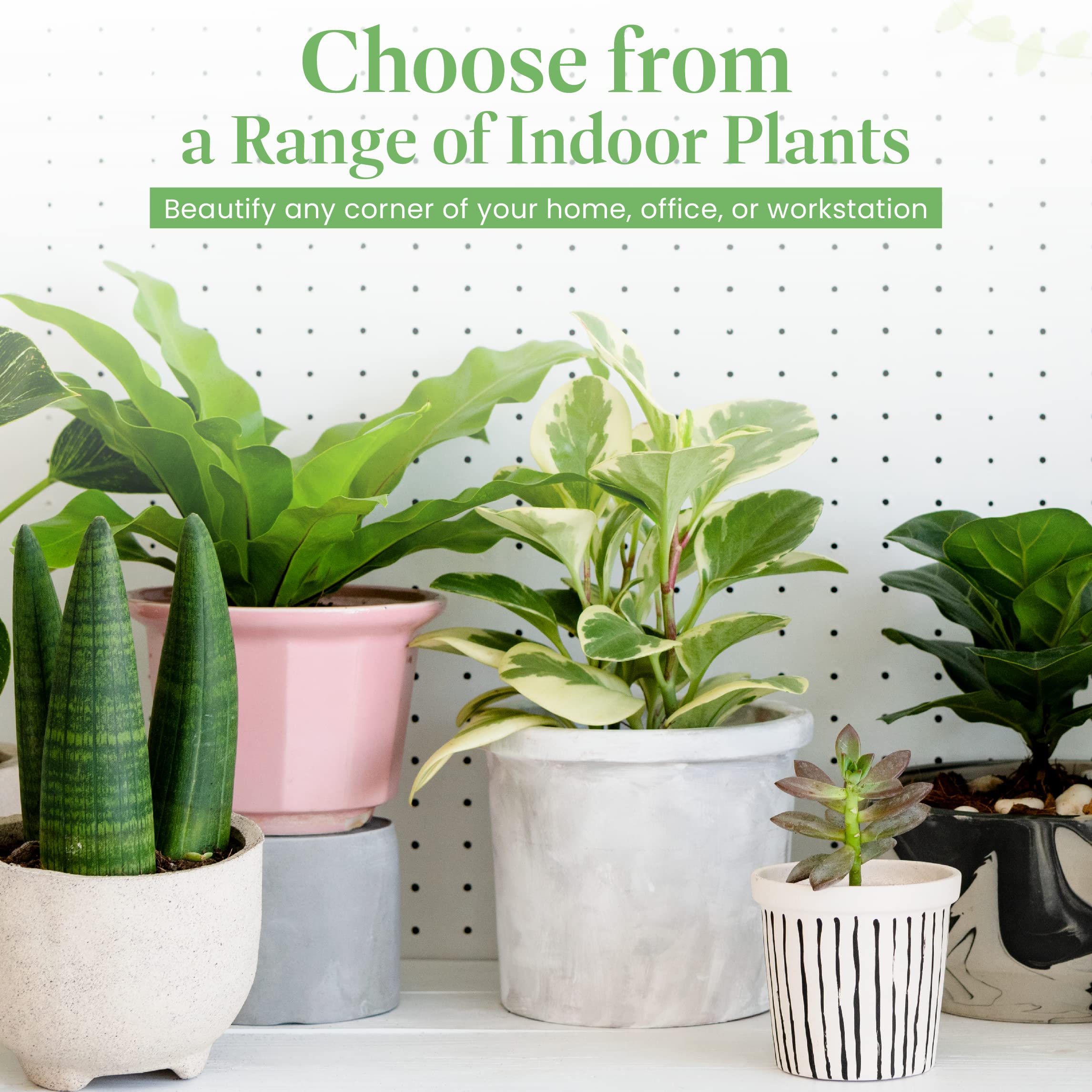 Desert Rose plant with thick sculptural stems
