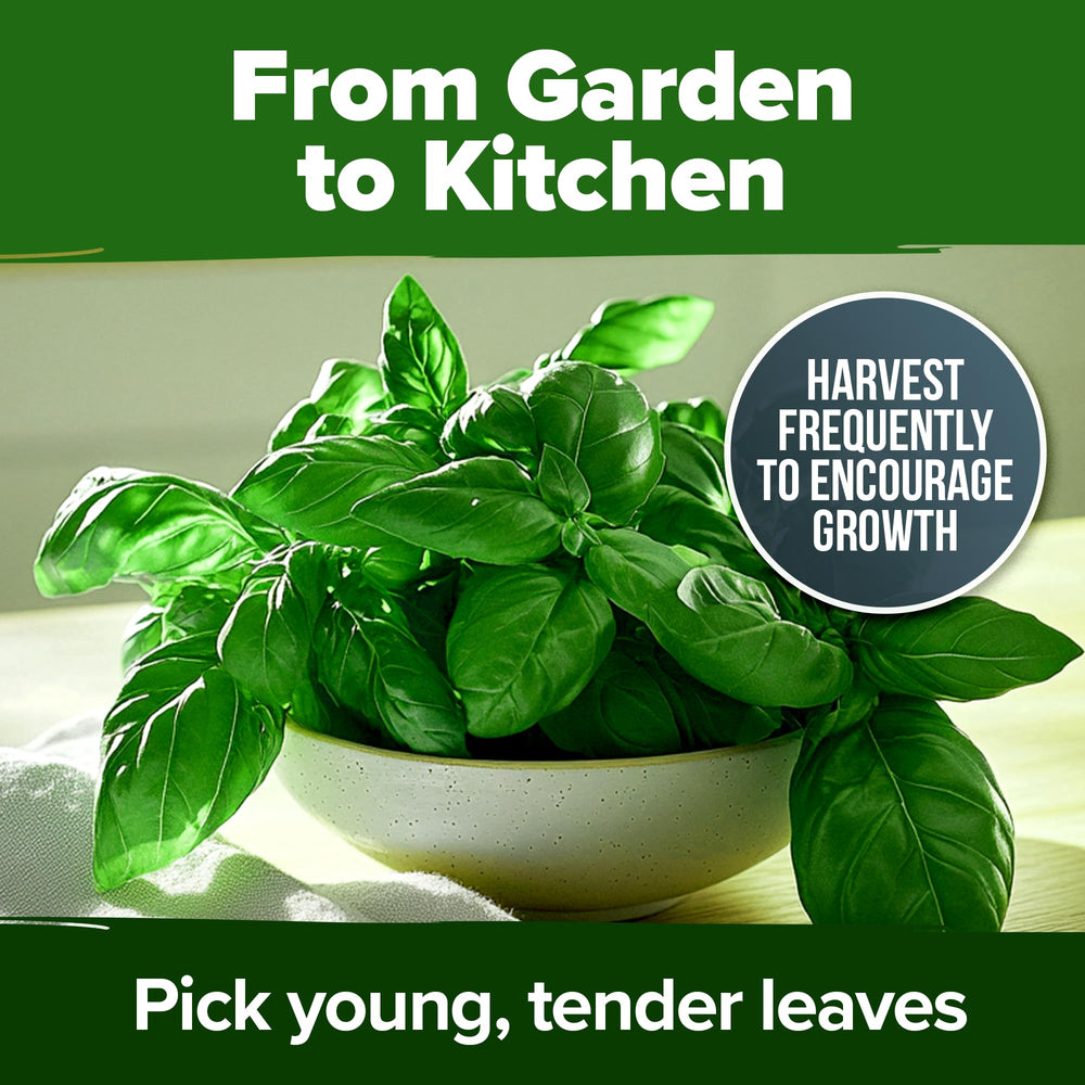 Detailed planting instructions for basil seeds