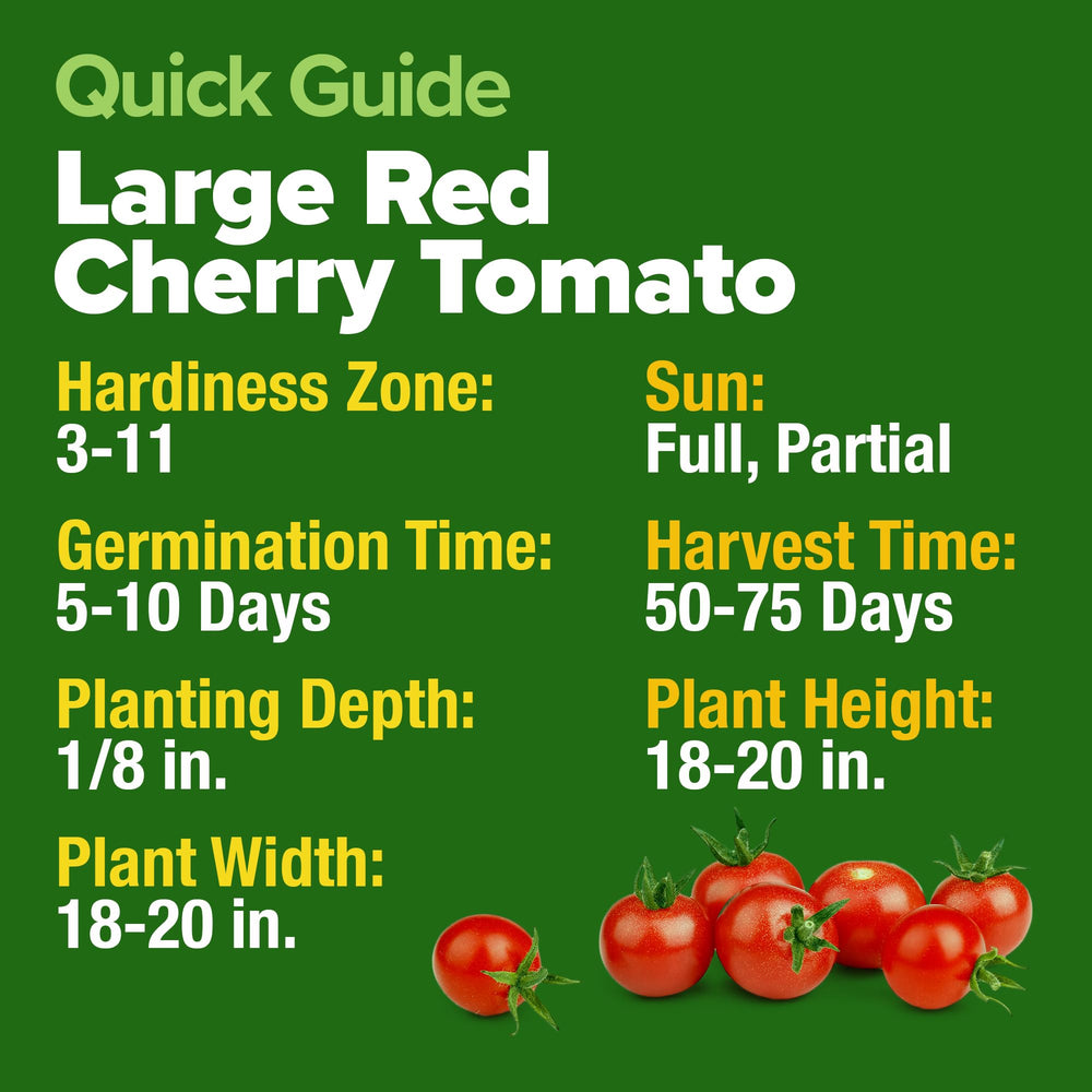 Detailed view of a cherry tomato cluster