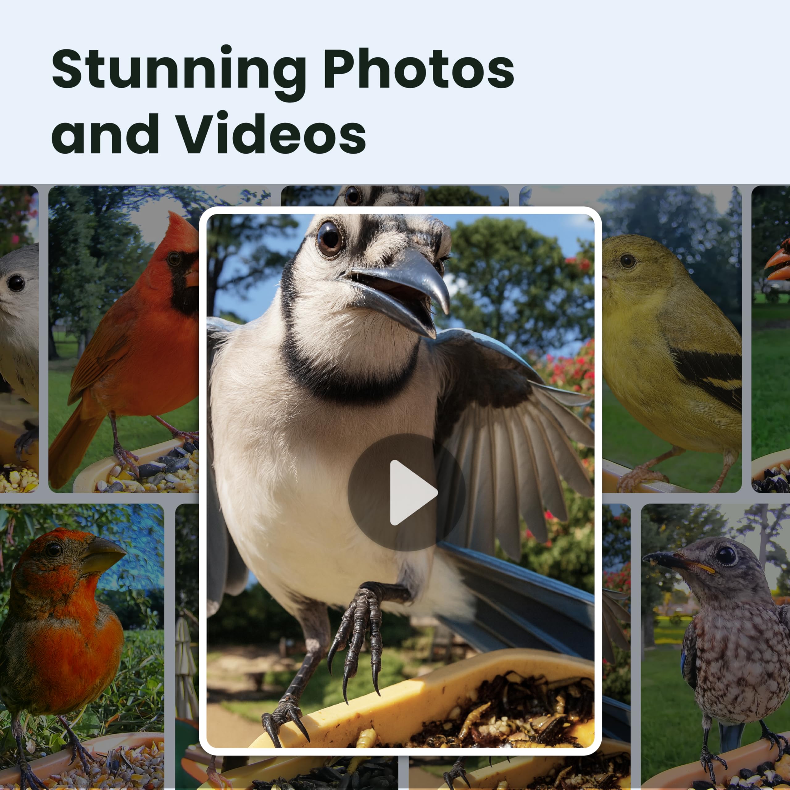 Detailed view of Birdfy feeder camera with night vision feature