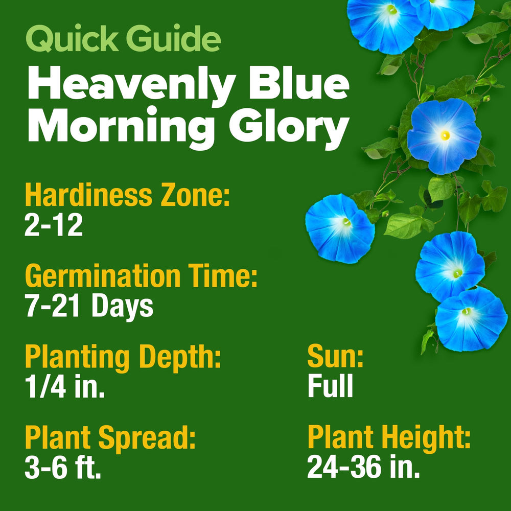 Detailed view of heart-shaped leaves of Morning Glory