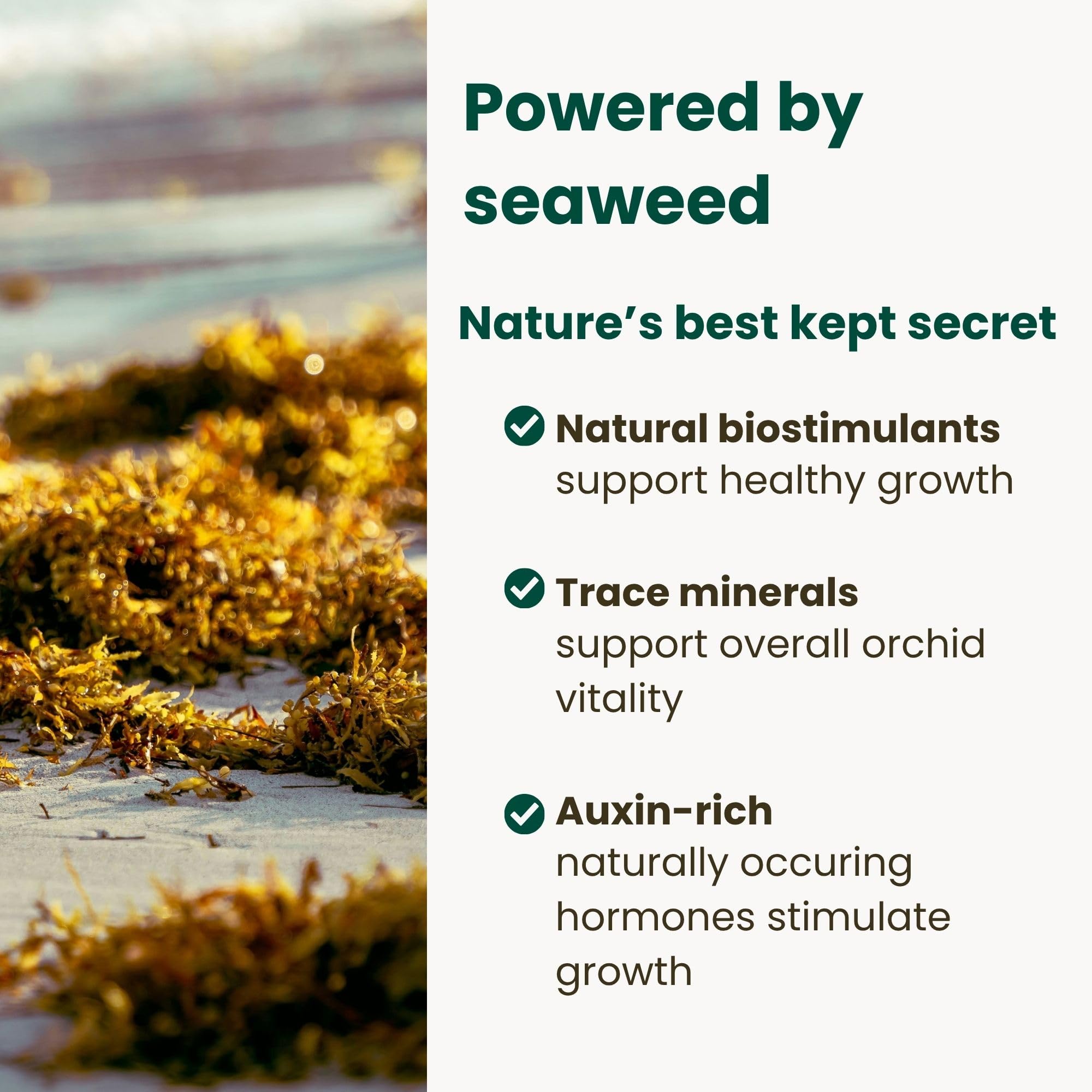 Detailed view of ingredients in The Green Alcove orchid fertilizer