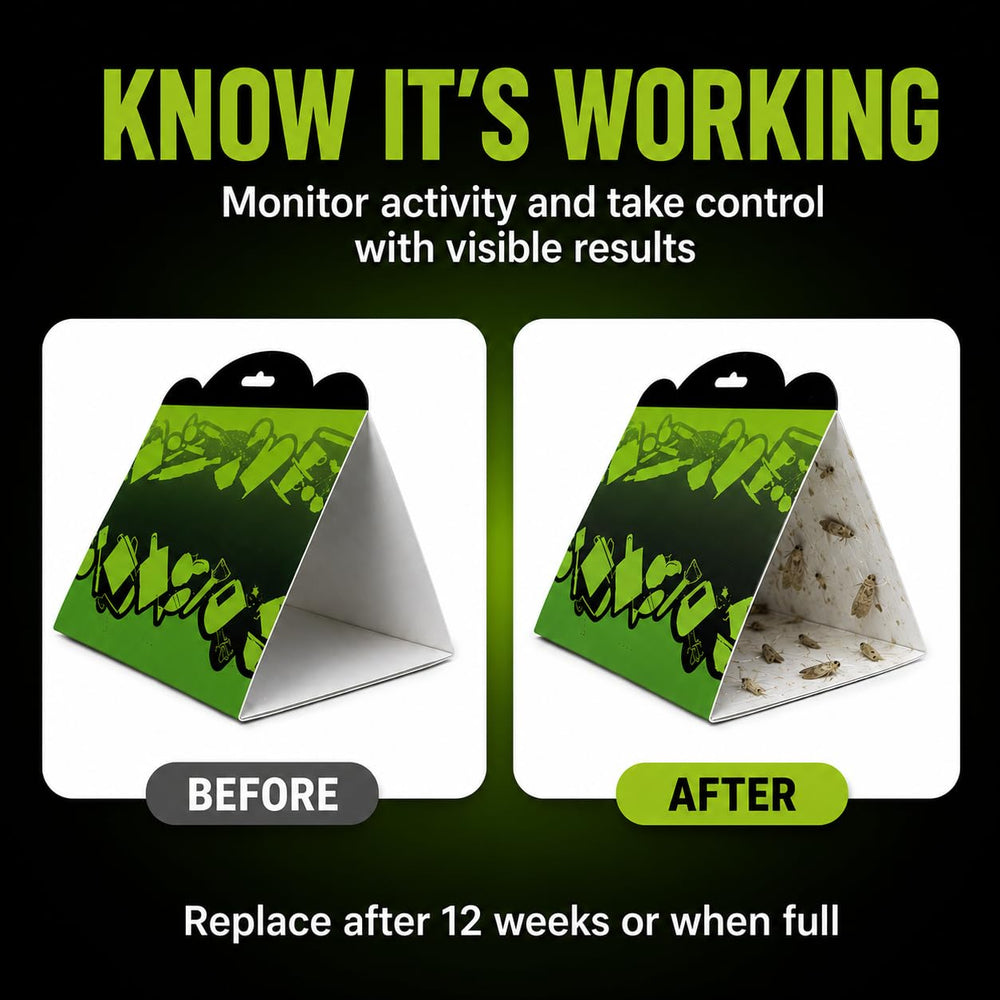 Detailed view of MothMag trap glue pad