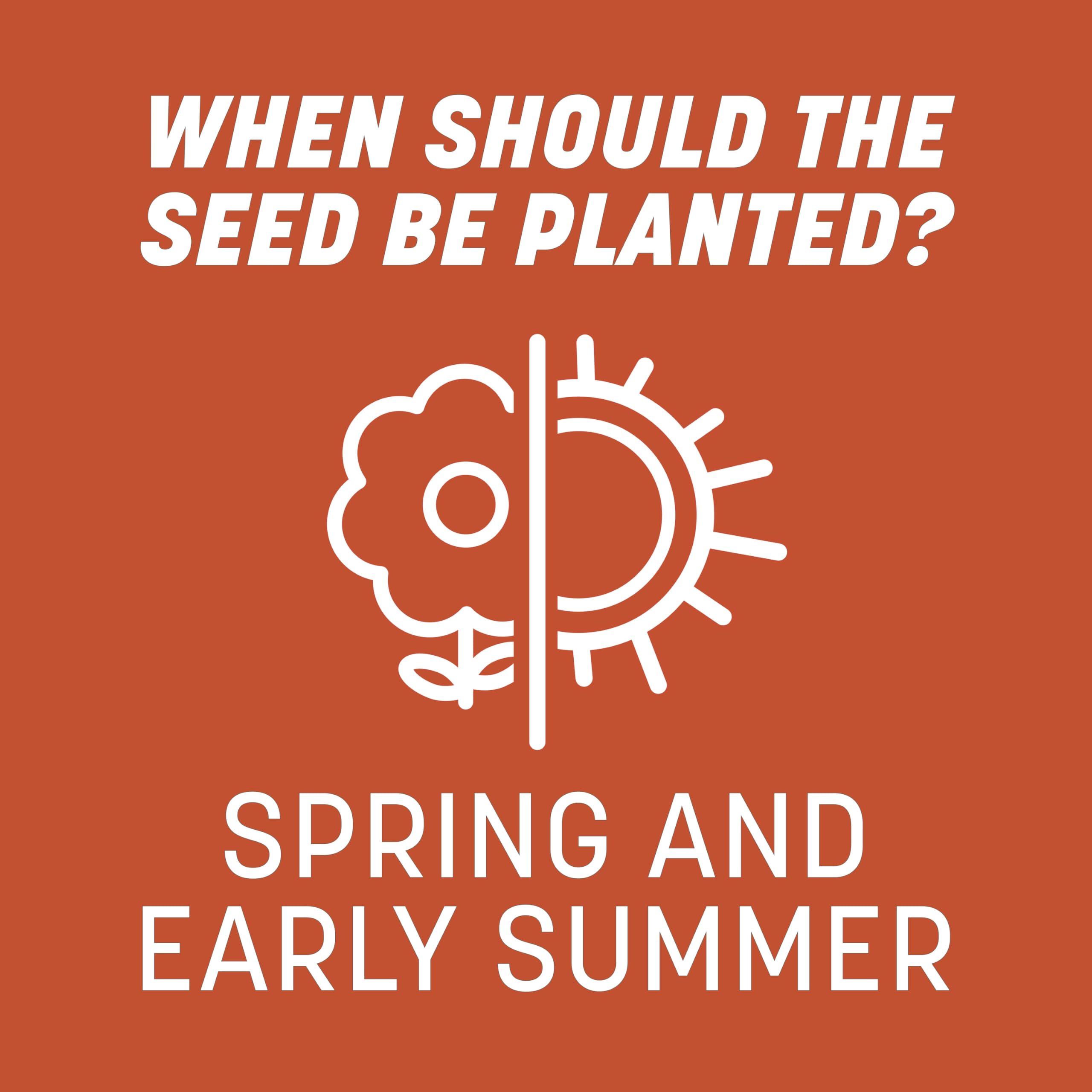 Detailed view of Pennington Bermudagrass seeds