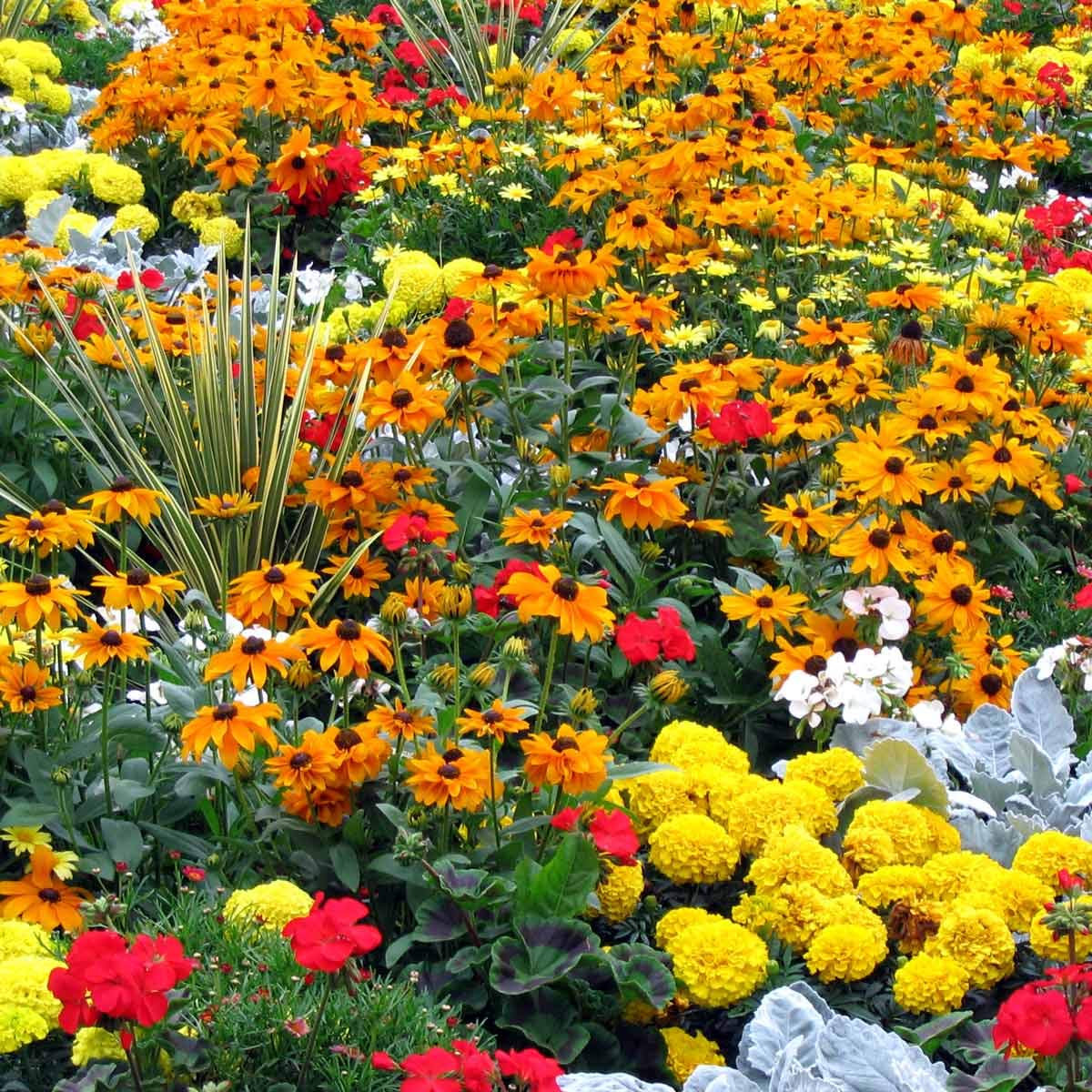Detailed view of seed packet features and varieties