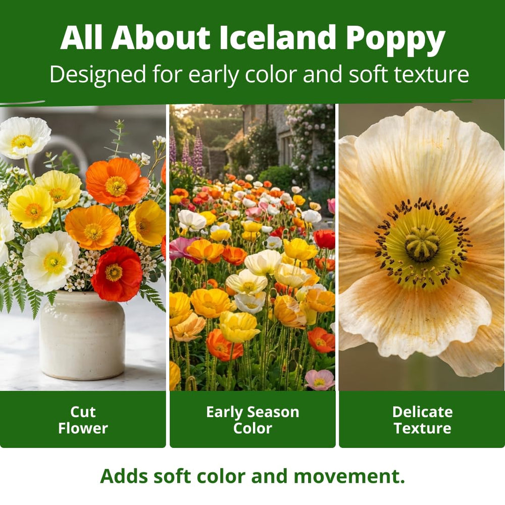 Detailed view of the delicate petals of an Iceland Poppy