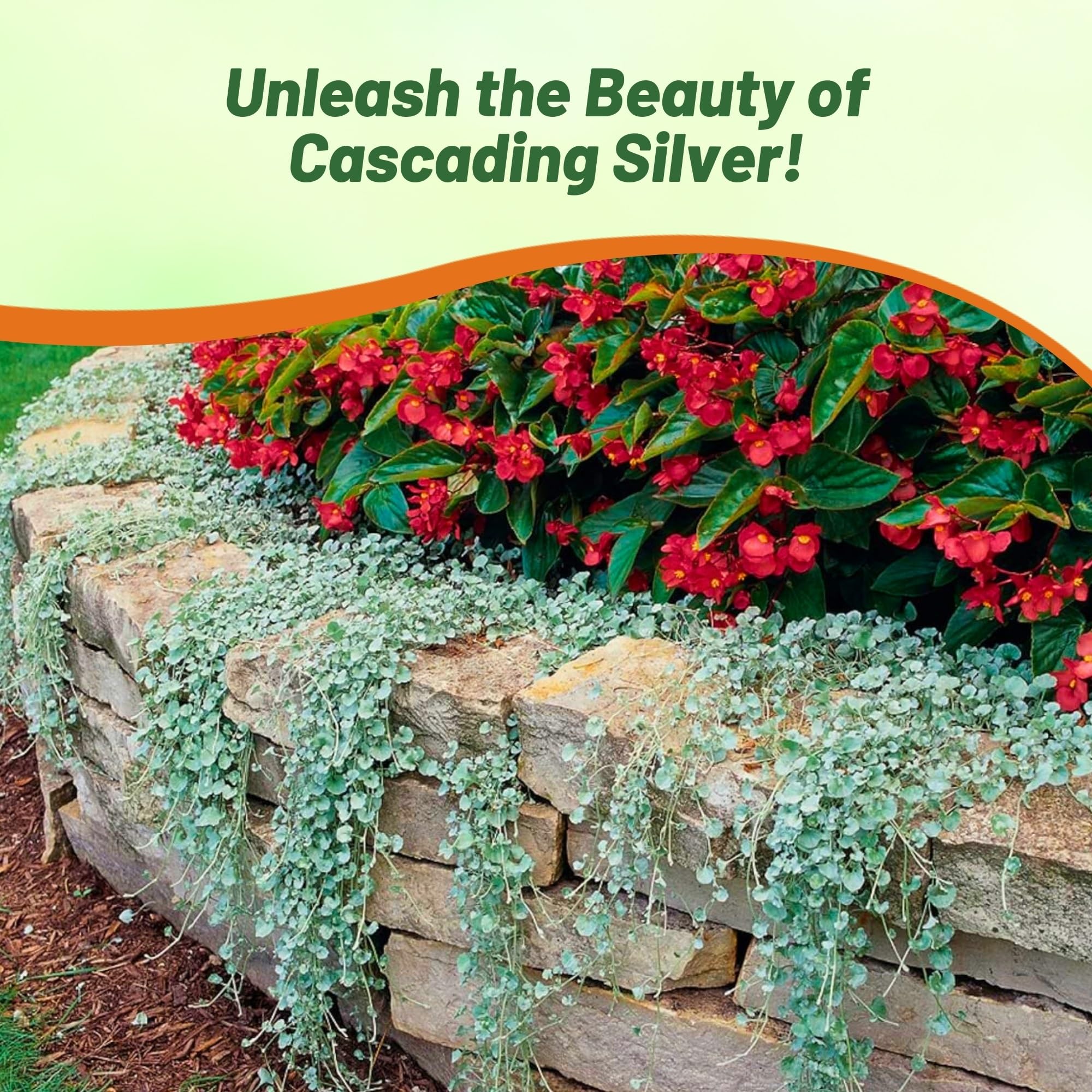 Dichondra Silver Falls ground cover on a sunny slope