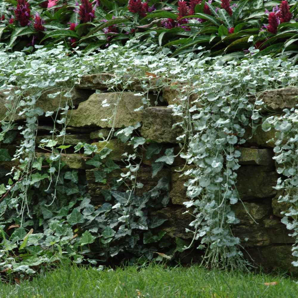 Dichondra Silver Falls planted in a hanging basket
