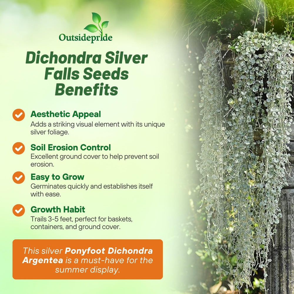 Dichondra Silver Falls seeds in soil preparation